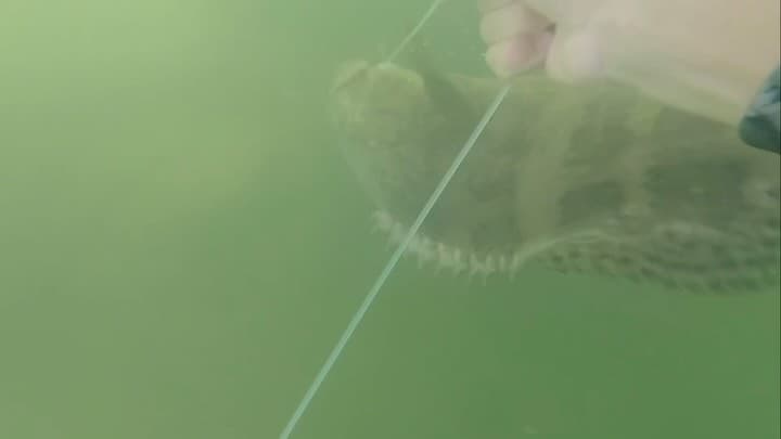 Topwater eat